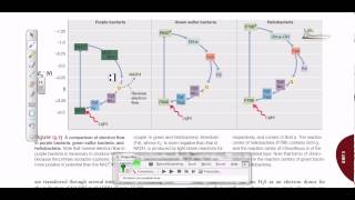 Comparison of electron flow in purple and green sulfur bacteria [upl. by Allac753]