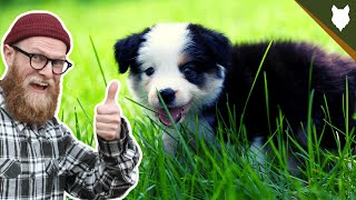 What To Do With A NEW BORDER COLLIE PUPPY [upl. by Eyssej]