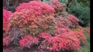 westonbirt arboretum japanese maples  jerrys japanese maple collection [upl. by Marmion]