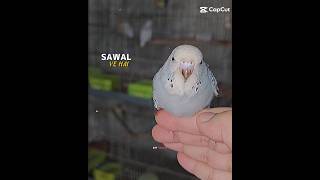 sawal yeh hai deeplines reels viral tiktok love trending song fyp youtubeshorts viralvideo [upl. by Izaak]