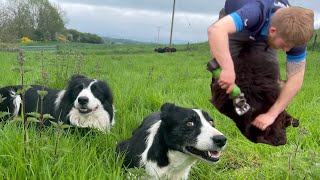 Dogs herding sheep amp clipping tails [upl. by Narih]