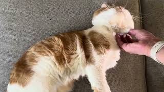 A very cute cat sneeze [upl. by Gromme]