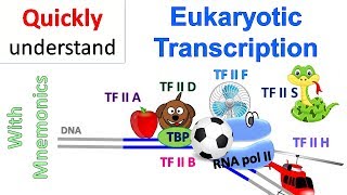 Eukaryotic Transcription [upl. by Raffo]