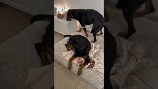 Rottweiler verwechselt Decke mit Hund youtubeshorts [upl. by Faxun]