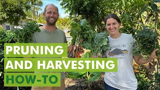 Free Seed Project Pruning and Harvesting Howto Part 9 [upl. by Eoz]