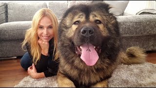 WOLF KILLER THE CAUCASIAN SHEPHERD OVCHARKA DOG [upl. by Krutz]