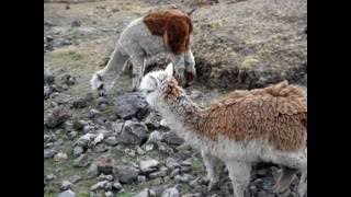 Urubamba  Cuncani  Lares Inca Trail  Cusco  Peru [upl. by Keeryt887]