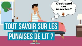 Questce quune punaise de lit  Comment savoir et détecter si on a des punaises ou puces de lit [upl. by Lednek]