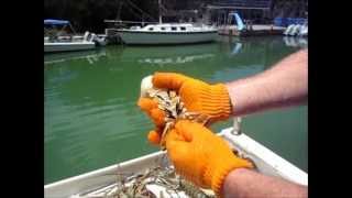 How to Clean a Florida Lobster [upl. by Llerahc742]