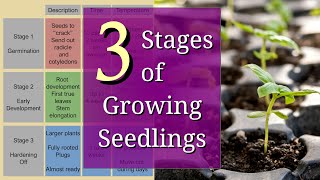 3 Stages of Planting Seedlings for Beginners [upl. by Tenej]