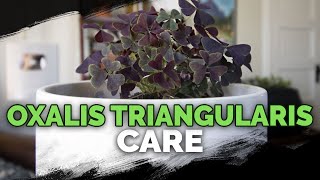 Oxalis Triangularis Care Purple Shamrock A Houseplant You Can Eat [upl. by Dranoc]