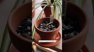 Magnolia × soulangeana seed germination timelapse video [upl. by Hguh534]