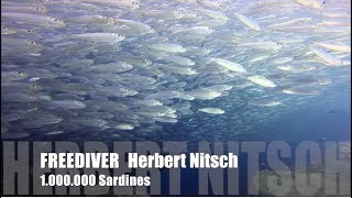 Freediver Herbert Nitsch  1 000 000 Sardines [upl. by Oryaj508]