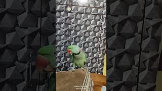 Cutie pie 😘😍 mitthua cutebird youtube cuteparrot [upl. by Eidoow]