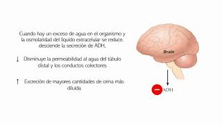 Concentración y dilución de orina regulación de la osmolaridad y de la concentración de sodio [upl. by Brey884]