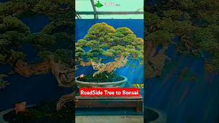 Turn Road Side Plant to Bonsai Tree  Bonsai Plant [upl. by Attaymik729]