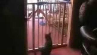 Best Cat Jump Ever JUMPS OVER BABY GATE [upl. by Roda]