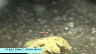 Breeding Amano Shrimp Day 15 [upl. by Vashtia]