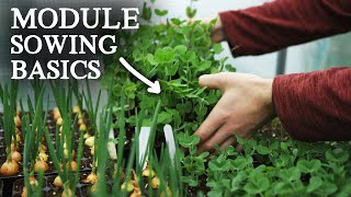 Beginner Guide to Module Sowing  Why Water BEFORE Sowing [upl. by Leuas362]