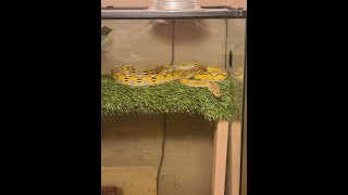 Working with my DefensiveAggresive Reticulated Python [upl. by Nettirb]