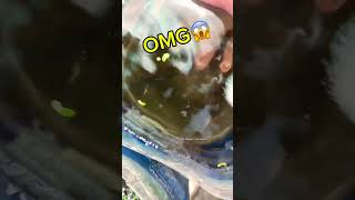 giant betta fish bubble nest😱bettafishtank betta [upl. by Garvy909]