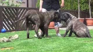 Dogo Canario Wurfplanung 2015 Heidi und Butze [upl. by Nnylacissej]