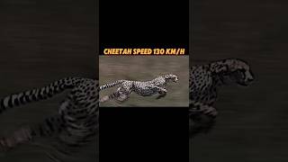 The fastest creature on land trending animals lion horse cheetah springbok viralvideo short [upl. by Teage]