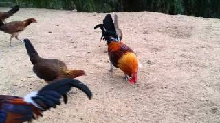 Feeding time American game fowl [upl. by Riay181]