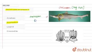 Placoid scales are present in [upl. by Markowitz]