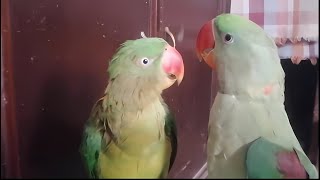 Kashmir Raw Parrots Pair Talking together   rawtalkingparrot birds viralvideo greenparrot [upl. by Pietra582]