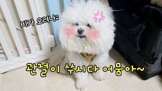 아직도 내 강아지 아플때까지 방관 하시나요 미리 관리 해야하는 강아지 관절슬개골 보조제 추천  설채현 원장님 추천 안티놀 래피드 [upl. by Quintie]