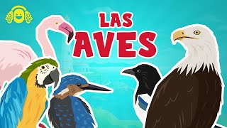 LAS AVES para niños Los animales VERTEBRADOS Ciencias para niñosVídeos educativos [upl. by Janet73]