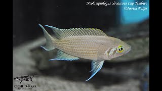 Neolamprologus olivaceous Cap Tembwe [upl. by Ynafets663]