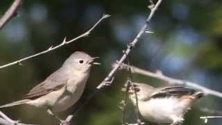 Lucys warbler feeding [upl. by Ellesirg]