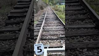 Mountain cows and pedal rail bikes AndrewsValleyRailTours WesternNorthCarolina [upl. by Benita]