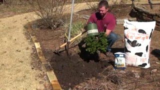 How to Properly Plant Trees amp Shrubs [upl. by Aerdnak]