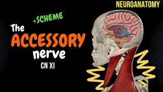 CN 11 Accessory Nerve EASY Scheme  Animation [upl. by Sanfourd]