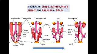 Development of Kidneys2Metanephros  Dr Ahmed Farid [upl. by Aleydis]