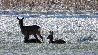 Sarny i żurawie 🔅 Deer and cranes [upl. by Spanos]