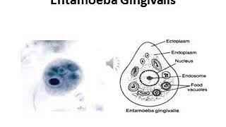 ‏‏محاضرة الطفيليات الرابعة الجزء الاولnon pathogenic amoeba 4 Aأناهض عبد اللطيف [upl. by Rustin]