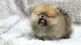 PUPPIES BARKING  Cute Puppy Barking Videos Compilation  DOGS BARKING VIDEOS [upl. by Enoyrt964]