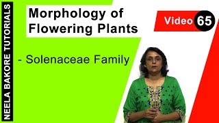 Morphology of Flowering Plants  NEET  Solenaceae Family  Neela Bakore Tutorials [upl. by Liagibba]