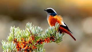 Common Redstart SongPhoenicurus phoenicurus [upl. by Rather235]