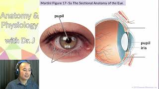 AampP 1 PHYL 141  Special Senses  Eye Surface Anatomy [upl. by Silohcin]