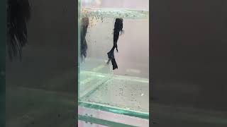 betta fish birding and giving feed stepsbreeding aquarium [upl. by Ahsiki295]