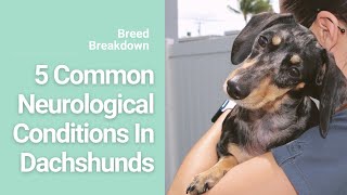 5 Neurological Conditions in Dachshunds [upl. by Billen967]