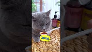 Yingna chicken and duck meat enzymatic sauce cats and dogs can eat food mixing artifact cute pe [upl. by Hildy681]