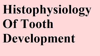 Histophysiology  Devp of tooth Part 1d [upl. by Arries562]