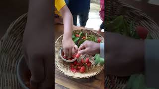 La dégustation des fruits sauvage khmerfruite cambodianfoodtour [upl. by O'Rourke644]