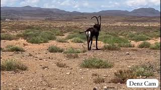 A beautiful Antelope in Cradock South Africa courtesy of a friend Denzil Naidoo [upl. by Fording948]